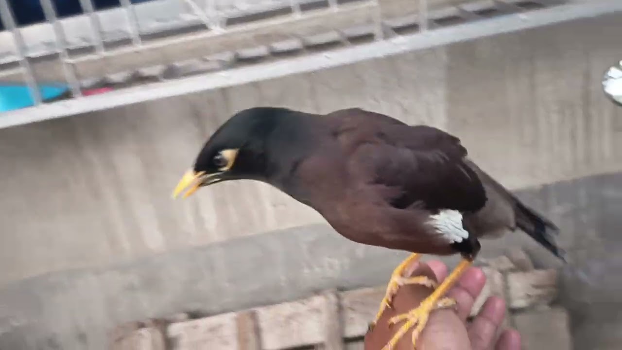 Myna flowing me nice my bird || #love #dhara family Vlog 