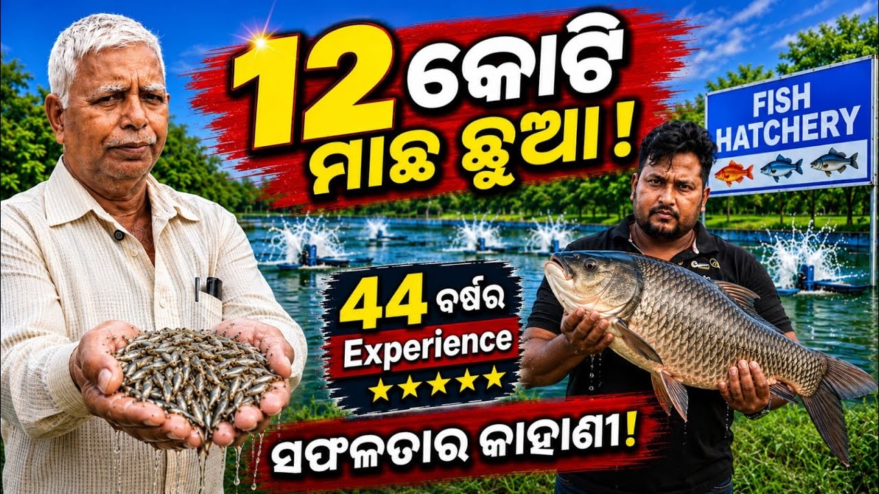  Fish Breeding in Odisha Fish Farming Business  12 କୋଟିର ମାଛ ଛୁଆ Odisha Fish Hatchery #fishbreeding 