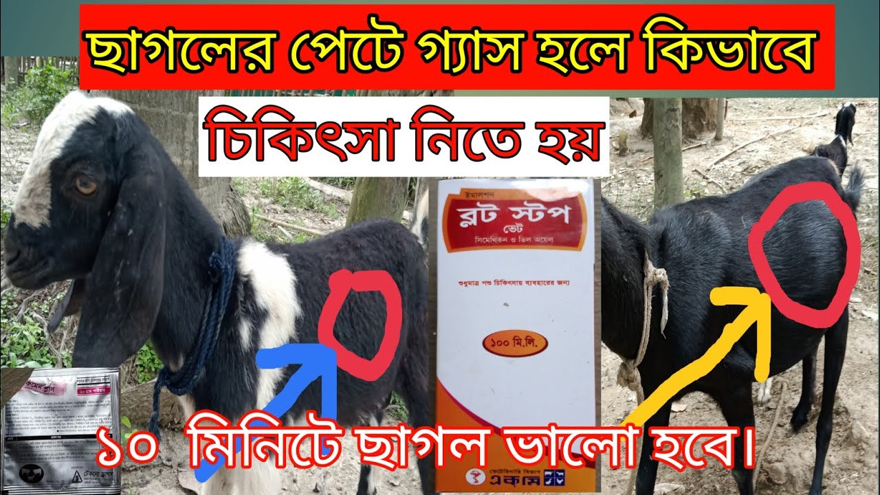 ছাগলের পেট ফাঁপা রোগের চিকিৎসা  goat farming cow farm cattle farming goat goats boer goat