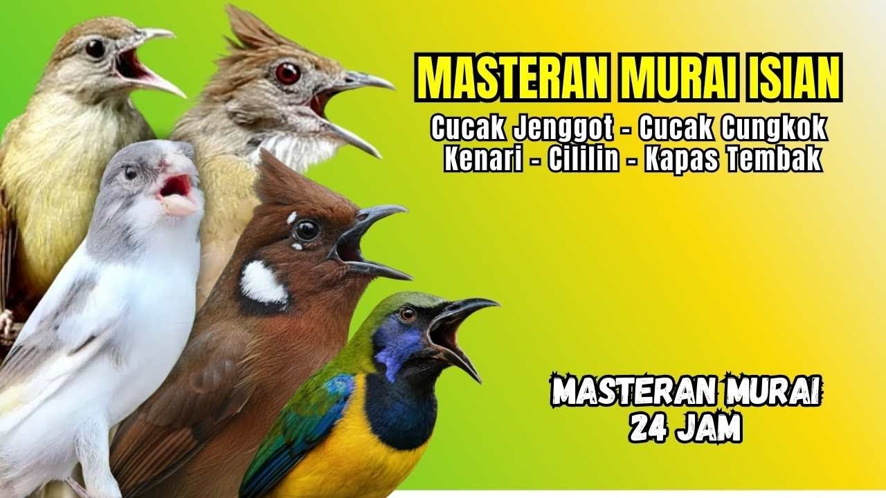 Masteran Murai Isian Kenari, Cungkok. Cililin, Cucak Jenggot, Kapas Tembak