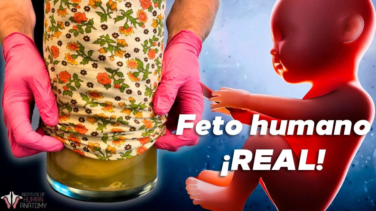 Estudiando un FETO Humano REAL! Que podemos aprender