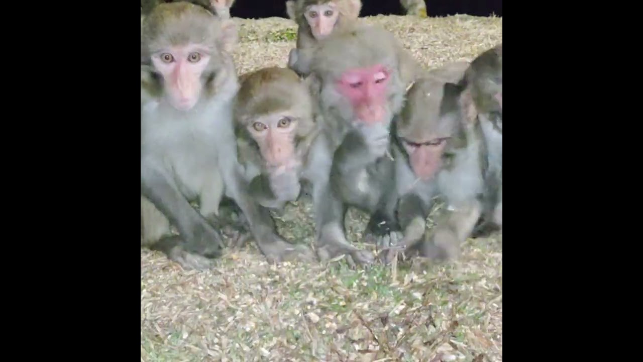 ❤️🐒 Monkey King and small monkey chana party  Channa party ❤️🐒❤️🐒❤️
