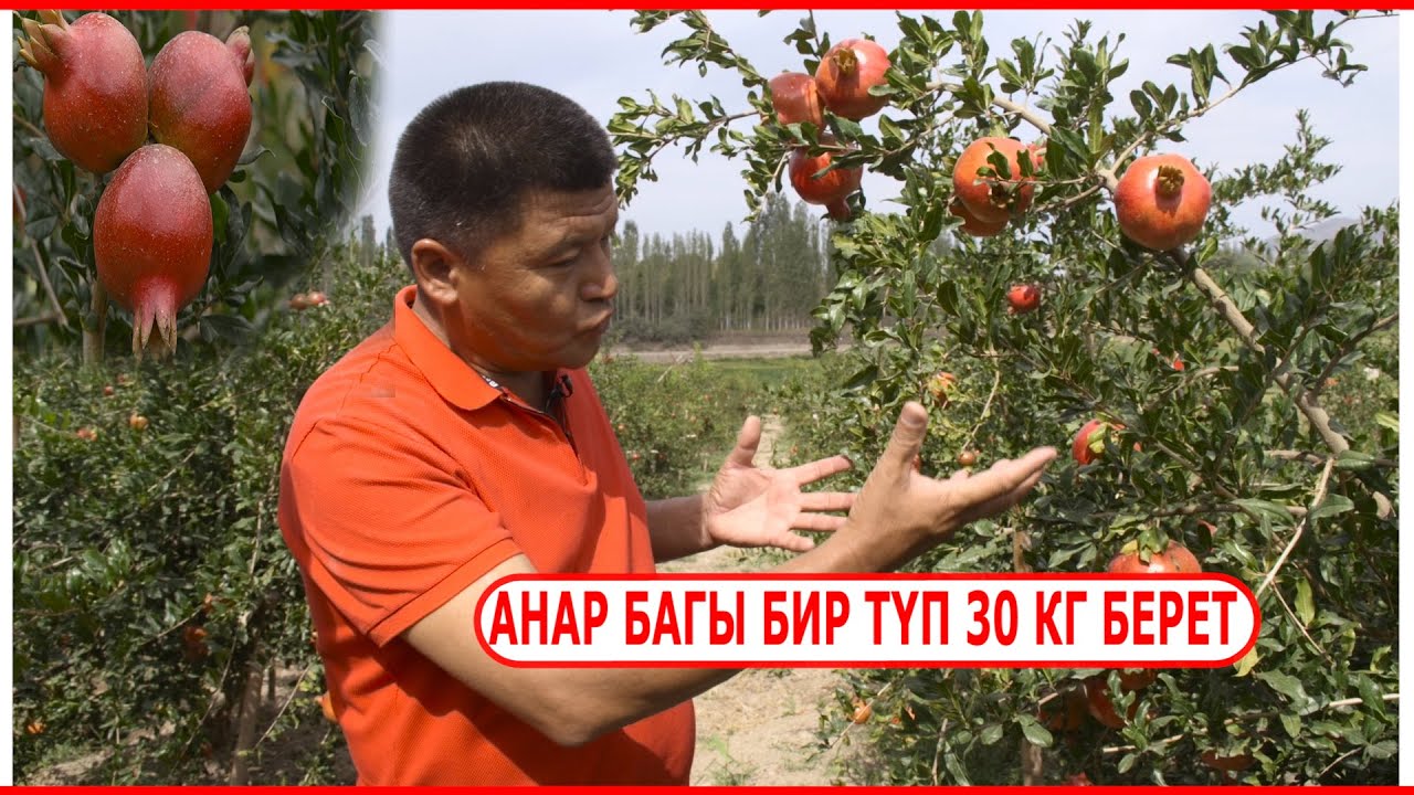 АРАВАНДЫН АНАРЫ 