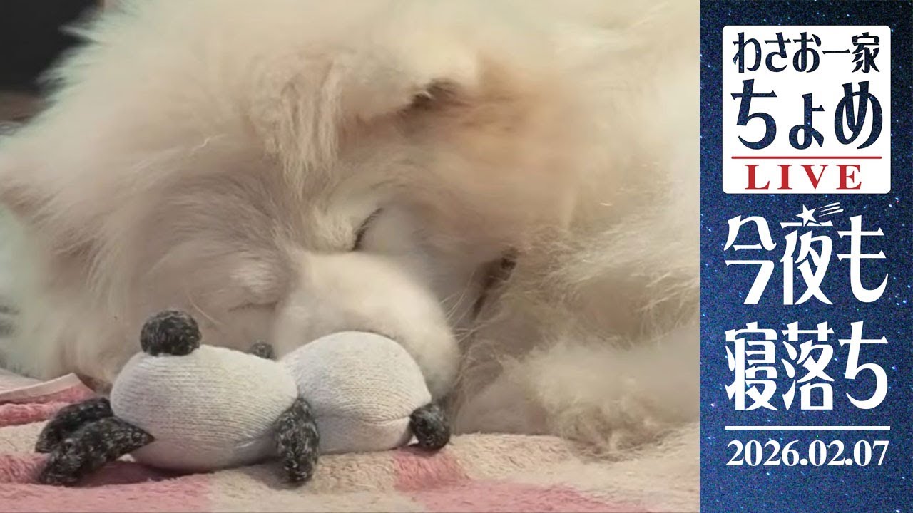 02/07 わさお一家 ちょめ  長毛秋田犬 おやすみ配信  #wasao_official