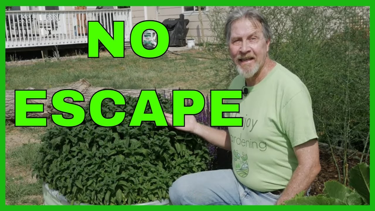 How to Grow Mint in Your Garden