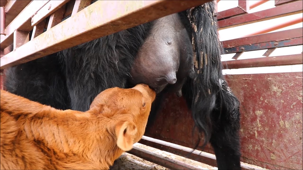 Twin Orphans get a new Mother!