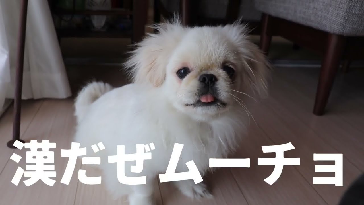 生後5ヶ月の子犬ペキニーズの初お風呂と初シャンプー【ムーチョ】-Pekingese-