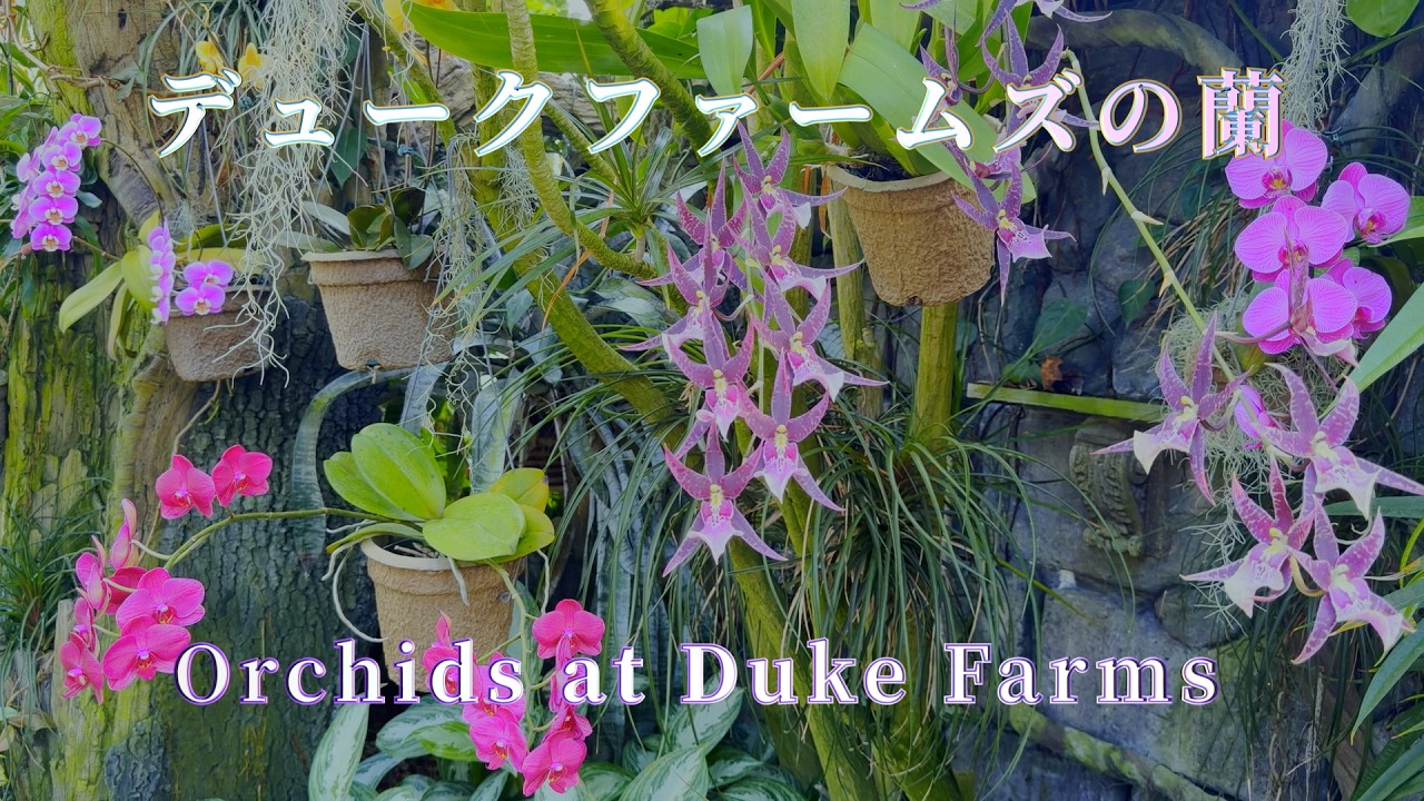 慈善団体デュークファームズで満開の春の蘭 - Orchids at Duke Farms