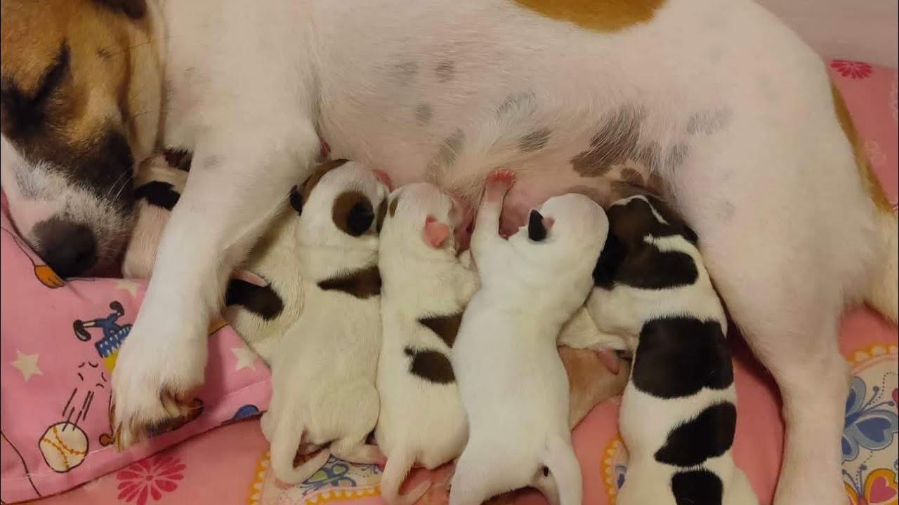 Nami Gave Birth to 7 Cute Jack Russell Puppies on Her Birthday!