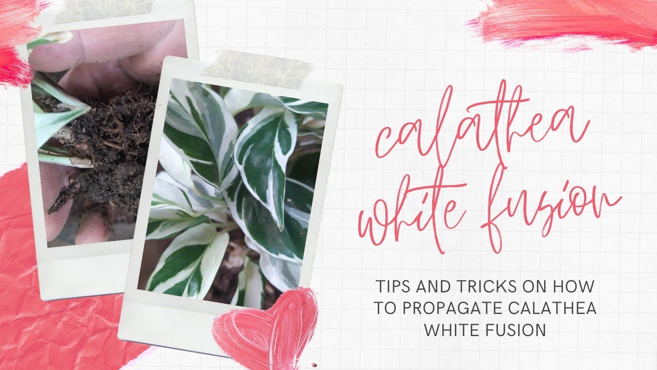 How To Propagate Calathea White Fusion