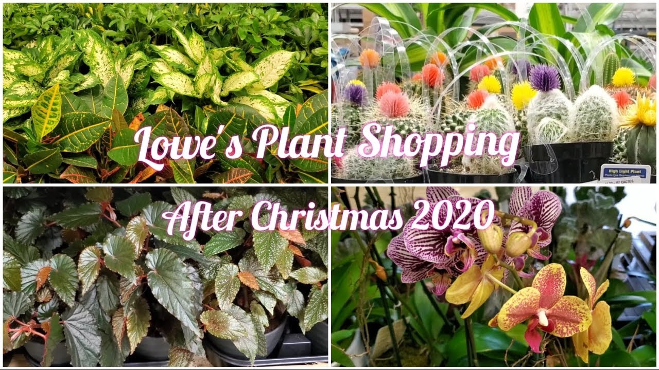 Lowe's Plant Shopping After Christmas 2020