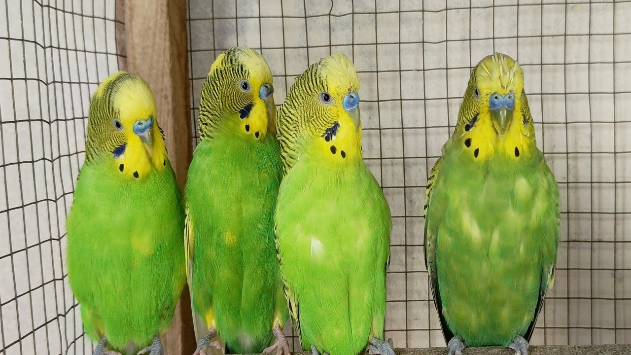 12 hr Budgie Sounds for Lonely birds to make them happy