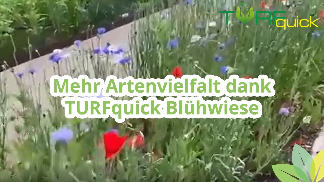 TURFquick Blumenwiese zum Bienenschutz