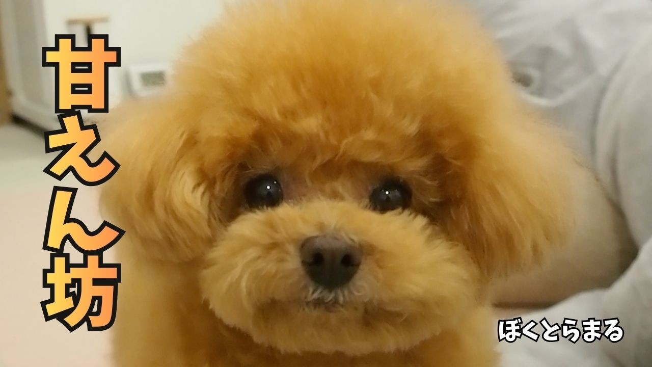 甘えんぼすぎるとらまるのゆるい１日