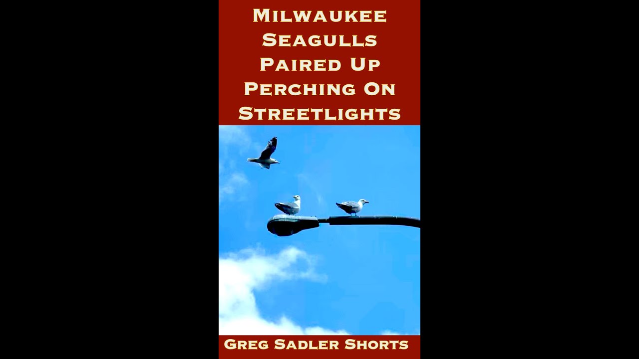 Milwaukee Seagulls Paired Up Perching On Streetlights In The Menomonee Valley | Moments In Milwaukee