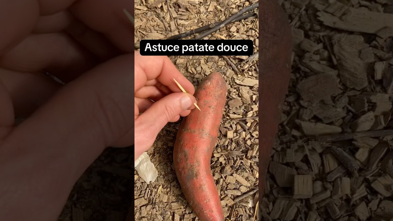 Patate douce 🍠 #jardinage #potager #astuce #permaculture #tuto #patates
