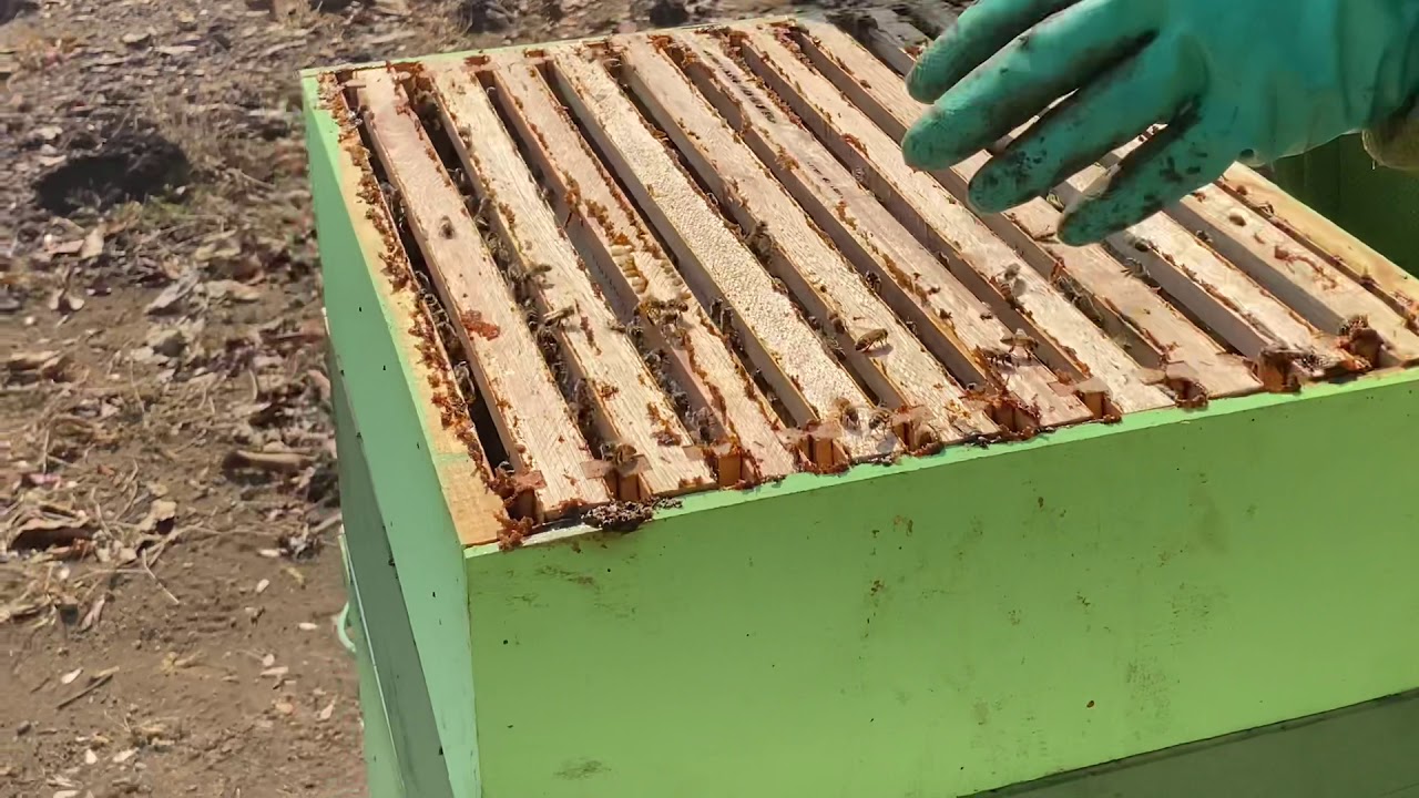 Bee Keeping in Brazil