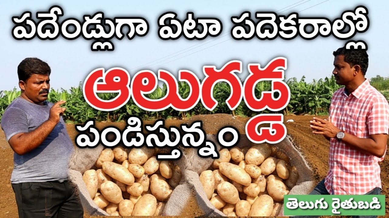 బంగాళదుంప సాగు బాగుంది | Potato Farmer Experience | తెలుగు రైతుబడి