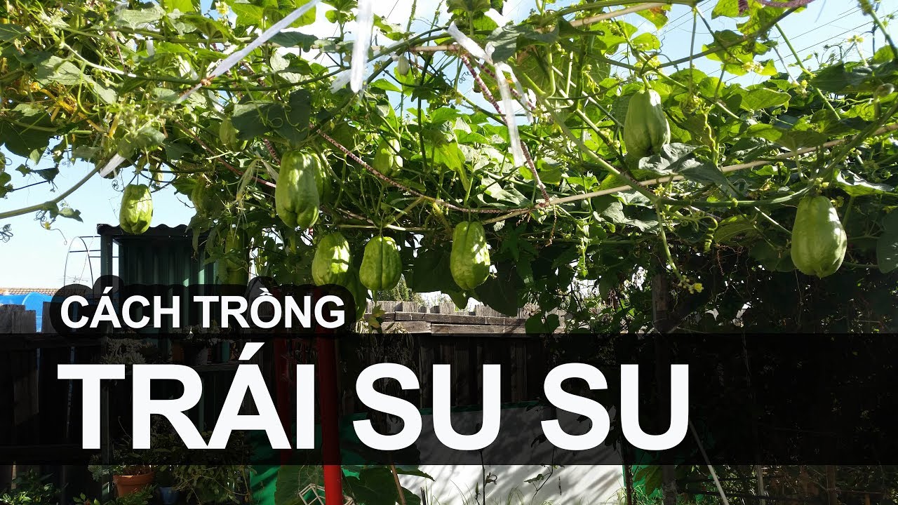 Cách trồng trái Su Su by toan trinh trong rau