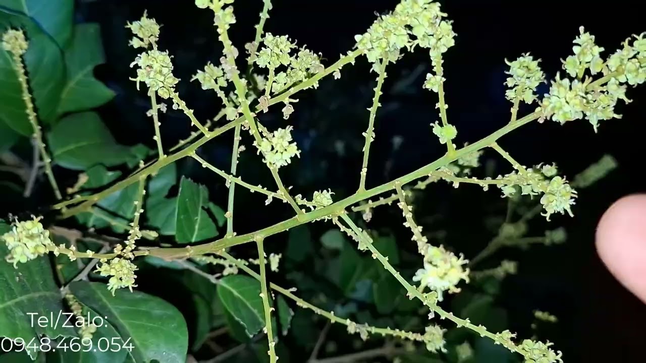 Phun canxi bo cho chôm chôm sau xổ nhụy tăng đậu trái