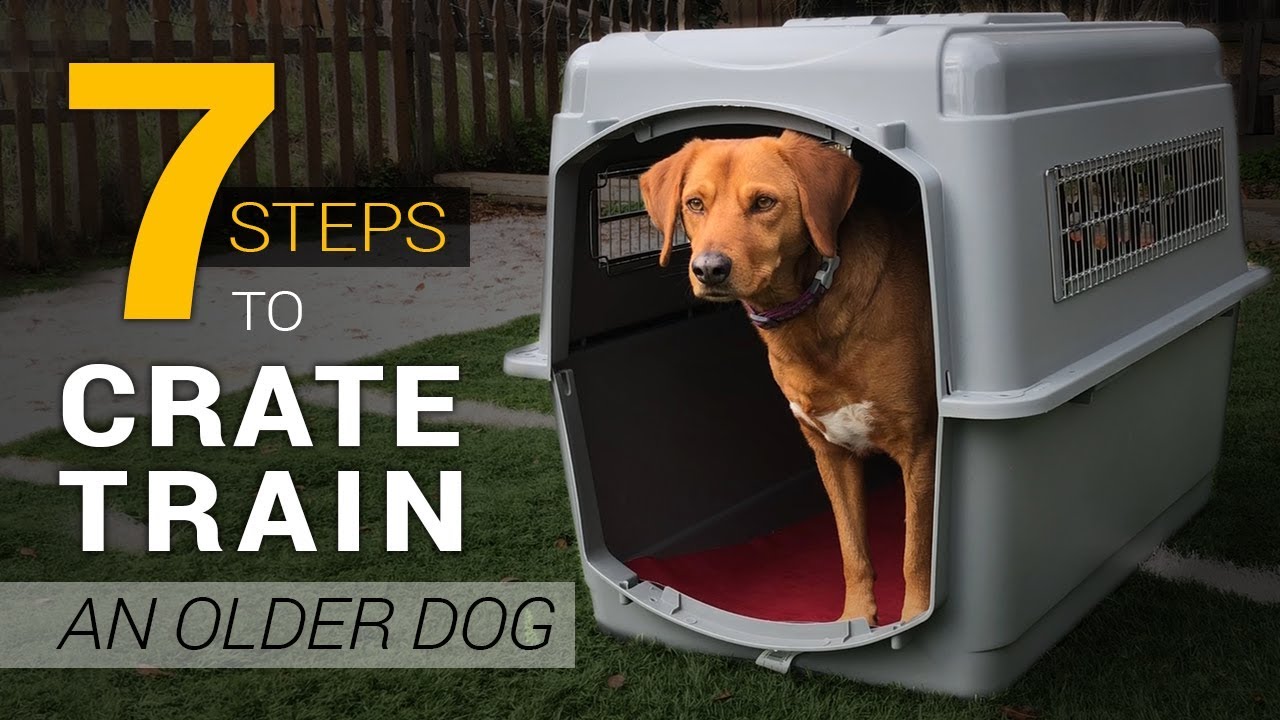 How to Crate Train an Older Dog | Gentle, Step-by-Step Method