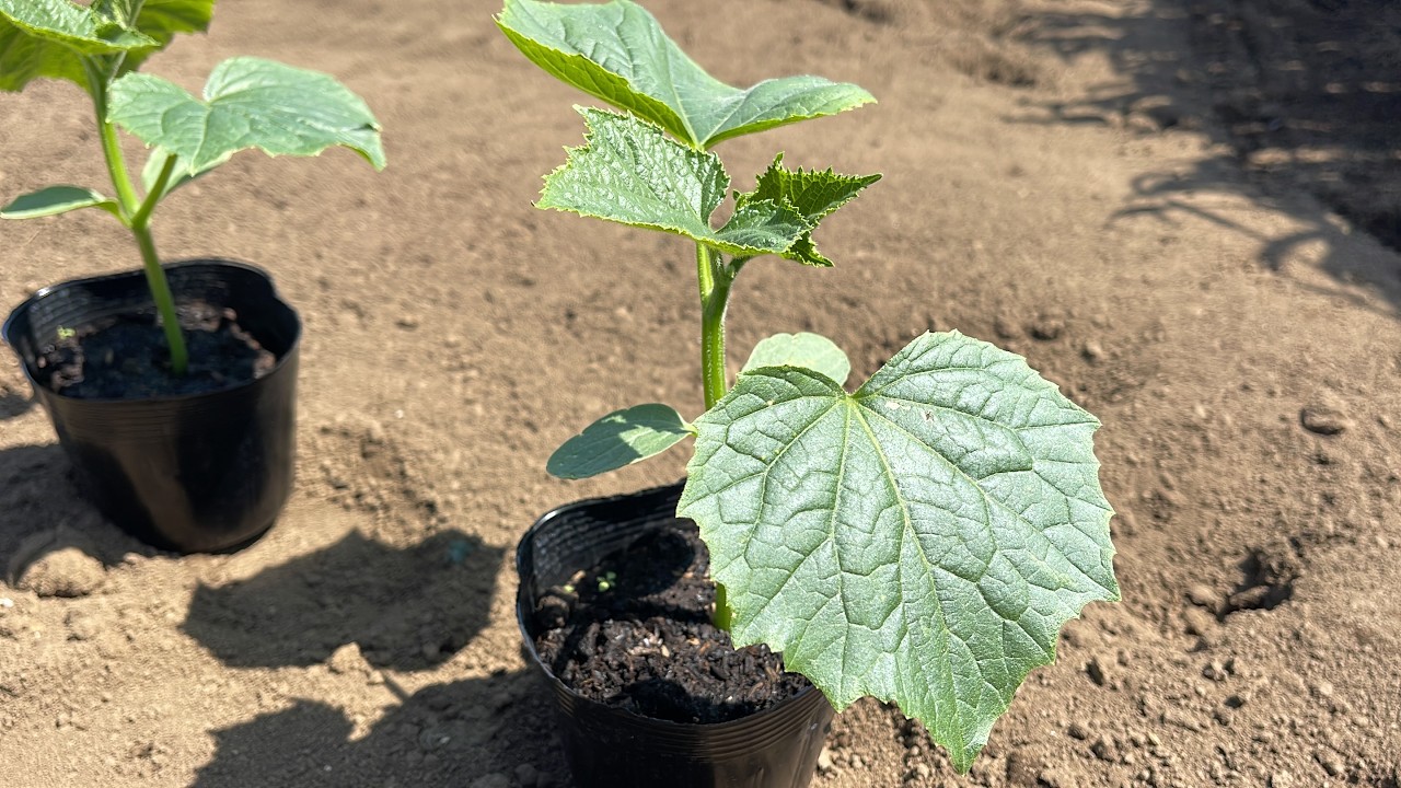 【キュウリとスイカの育て方】覚えておくと便利な野菜の苗作りシリーズVol.2（栽培時期〜園芸培土とポット選び方〜種まき方法〜水やり〜育苗管理）25/3/28