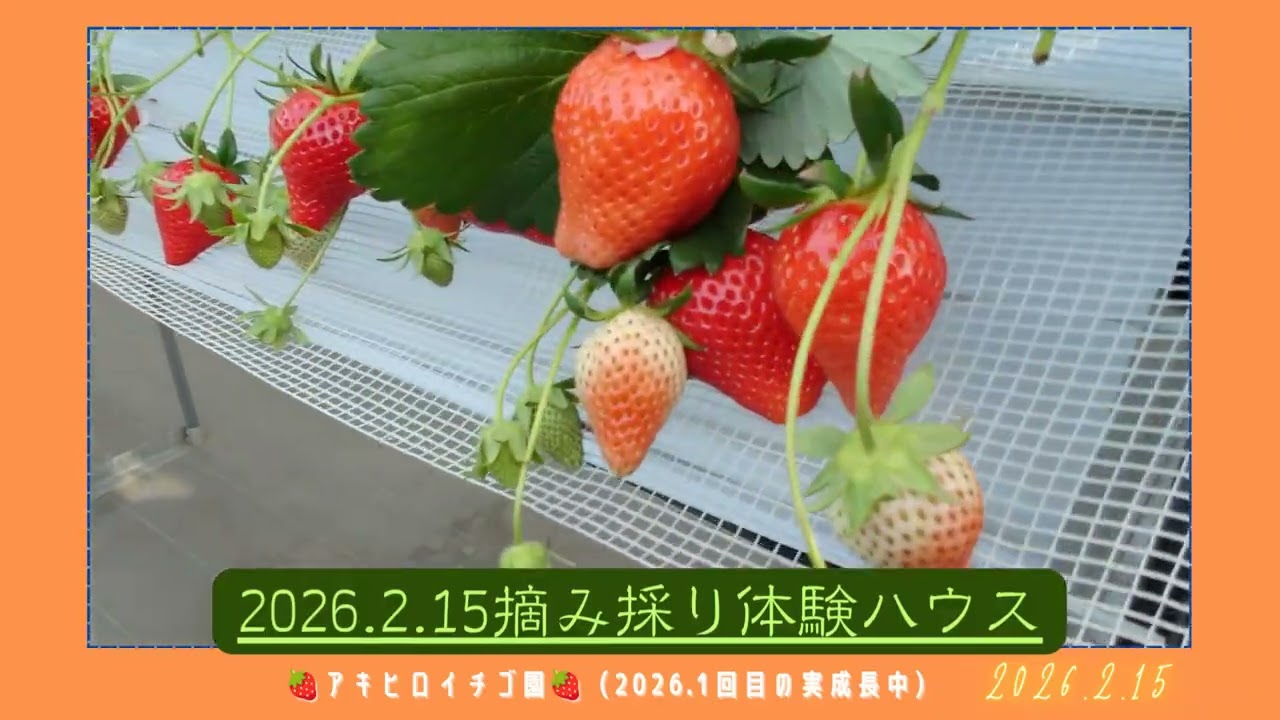 令和８年第５回イチゴ摘み採り体験🍓(2026.2.15)
