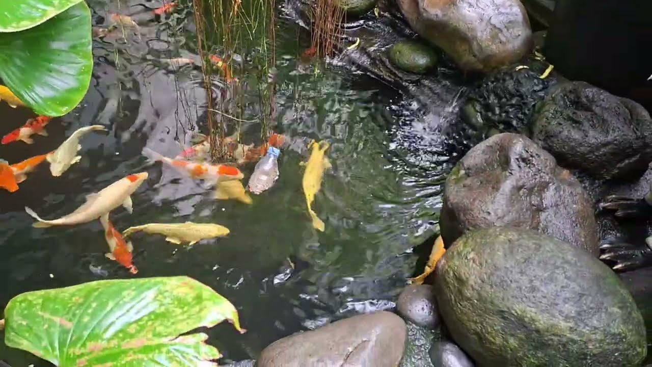 Wadidaw!! ikan hias warna warni ikan lucu ikan predator lele albino
