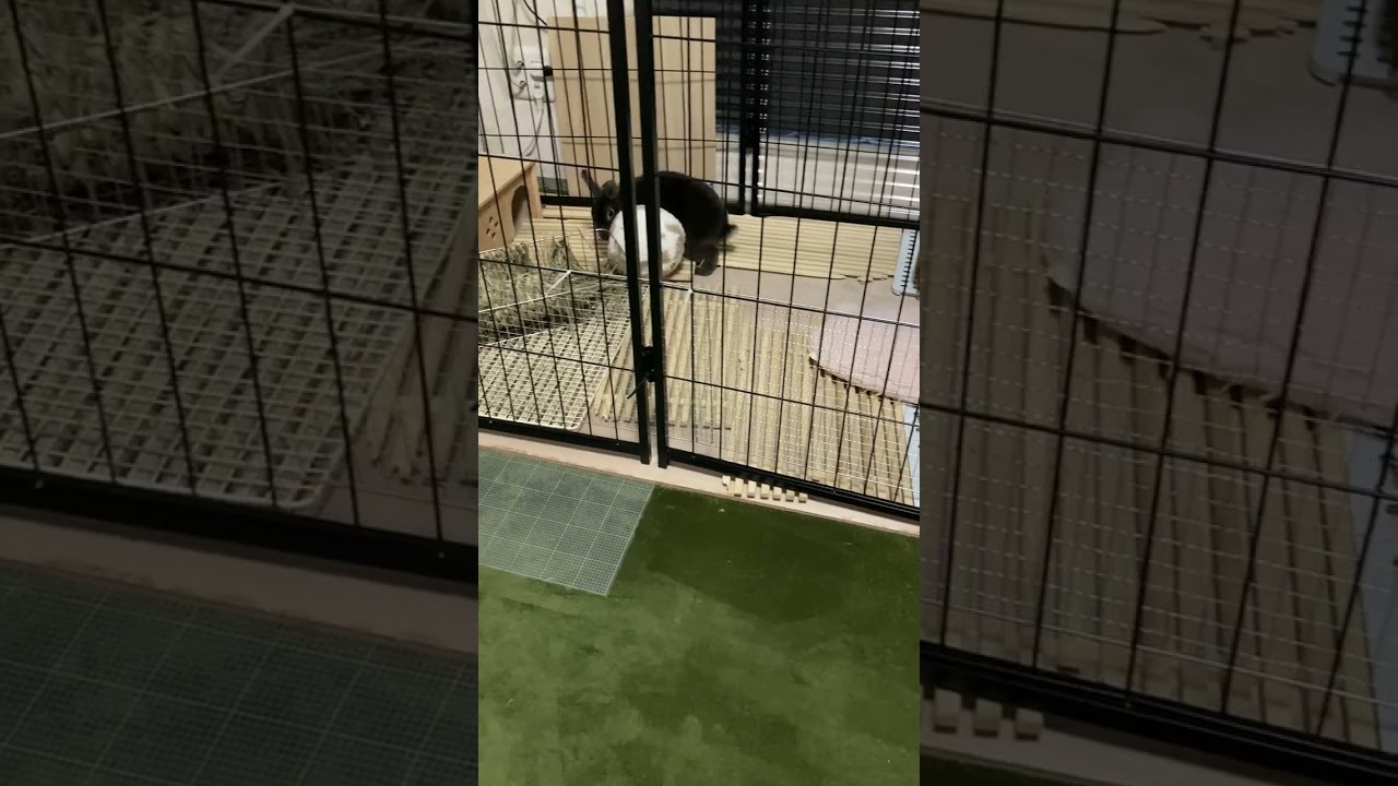 Netherland Dwarf rabbitのまるちゃん