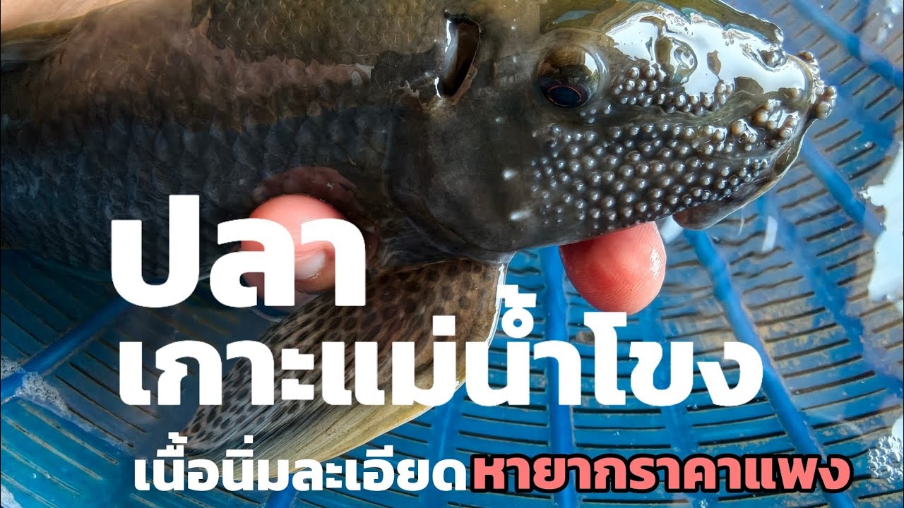 ปลาเกาะแม่น้ำโขง ปลาเนื้อดีที่หากินยาก