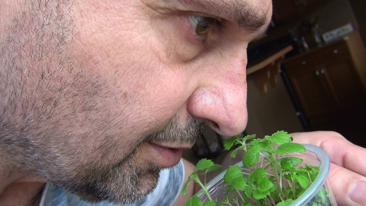 Stinging Nettle .. part 4 .. 32 days .. first stings appear .. bigger pots .. 😁 .. 20190419131722