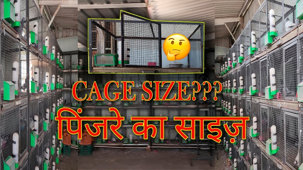 BREEDING SETUP CAGE SIZE |कबूतर का पिंजरा |Kabootar ke pinjra ka size