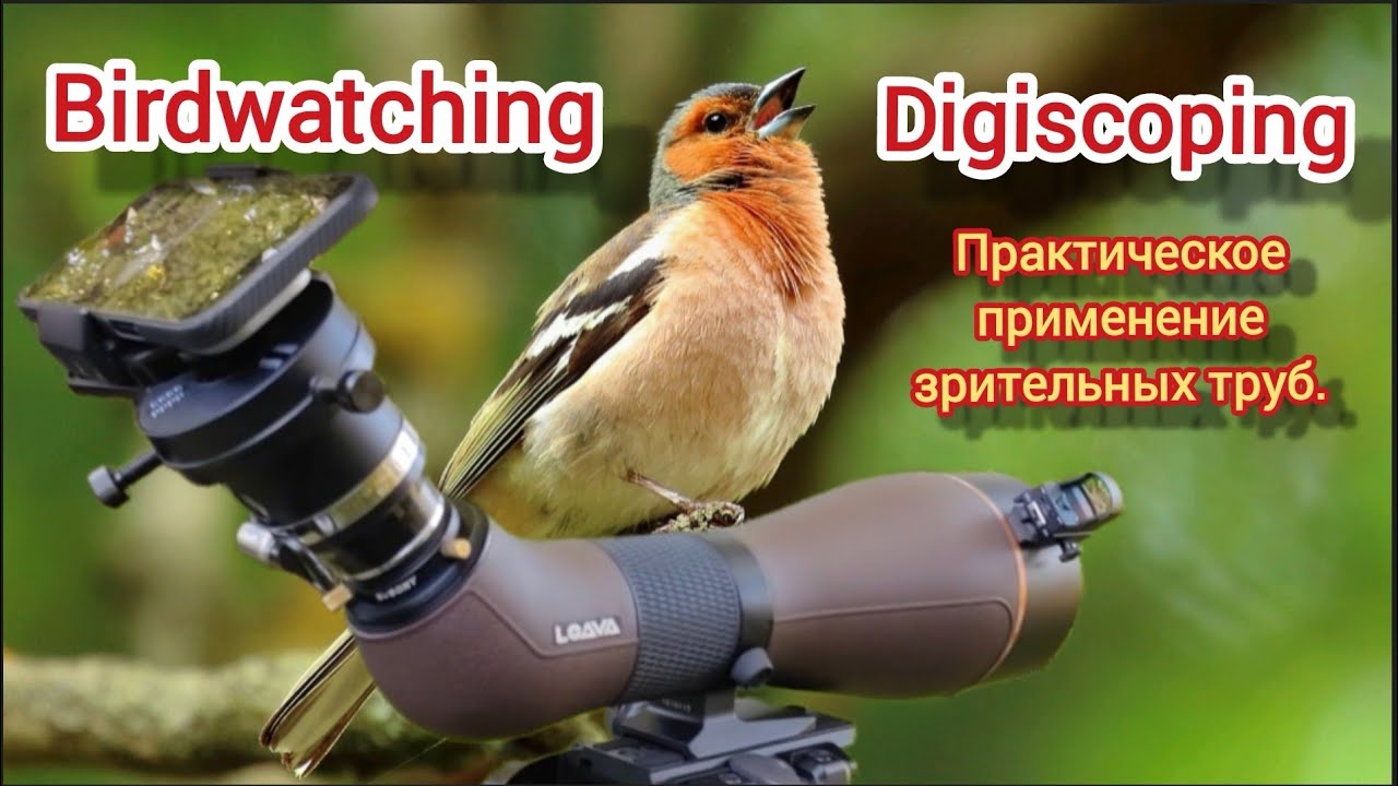 Digiscoping & Birdwatching. Loava GH 100 PRO, iPhone 16 pro Max, окуляр Tele Vue Delos 17.3mm