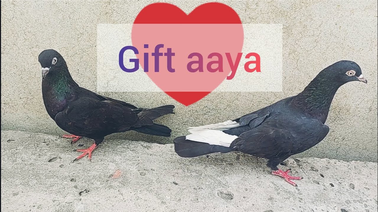Zaak Madi gift Aai dost k ghar sy || Arman Khan pigeons