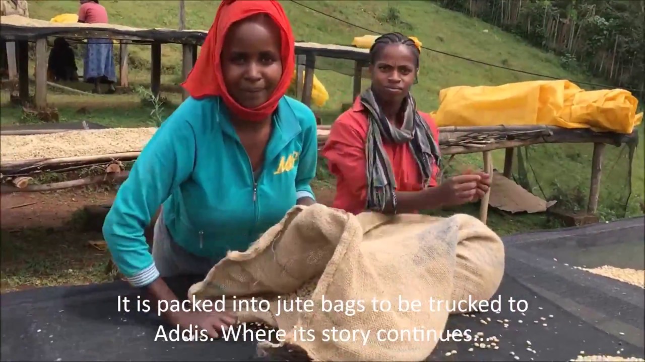 Ethiopian Wet Processing Coffee: From coffee cherry to parchment