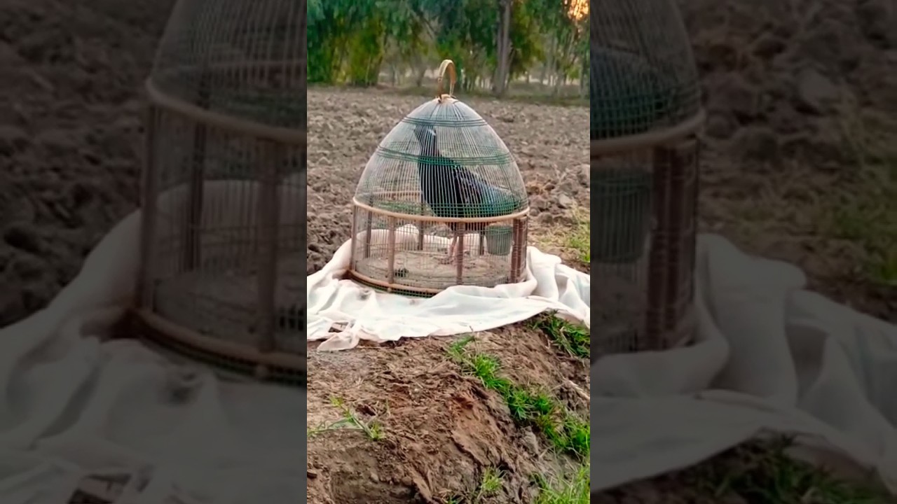 kala teetar ki awaz | black francolin voice #teetar #birds