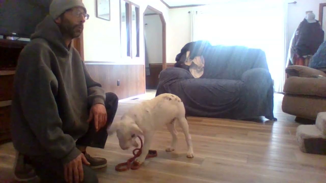 4 Month WILD PITBULL...timid/nervous/unsocialized/starting to resource guard....Session 1...