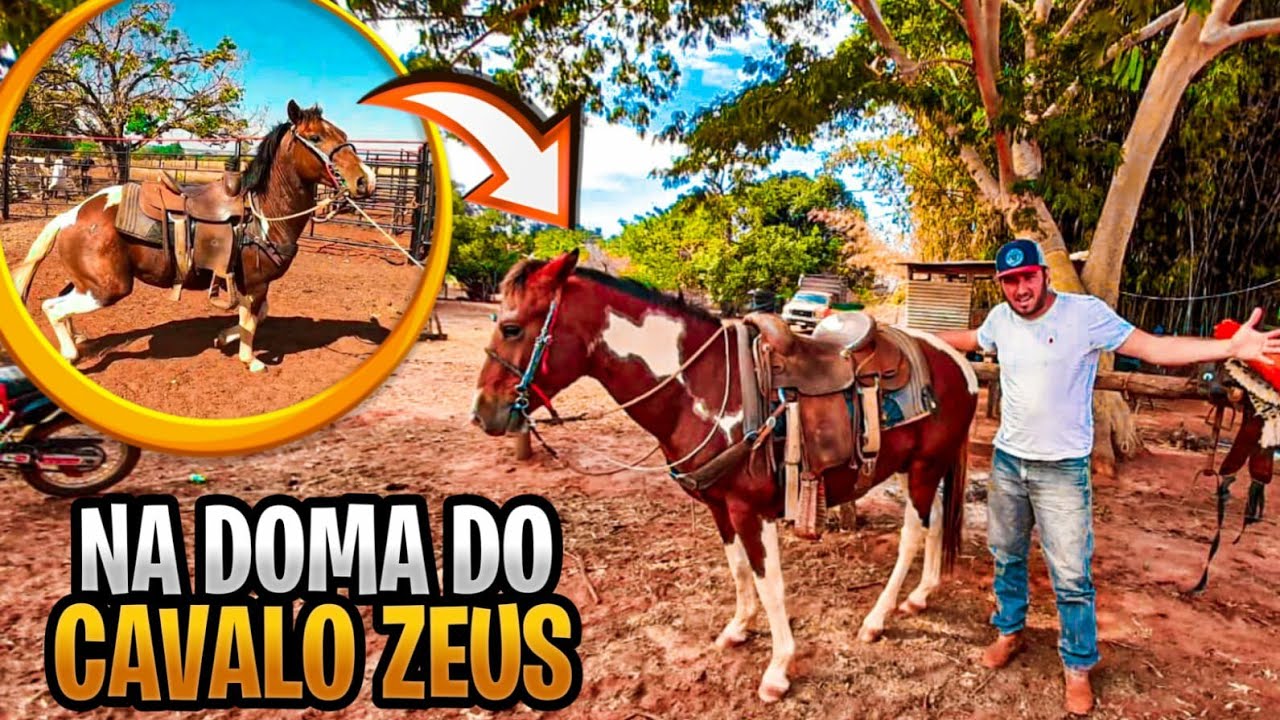 REPASSANDO O CAVALO ZEUS PARA INICIAR NA LIDA