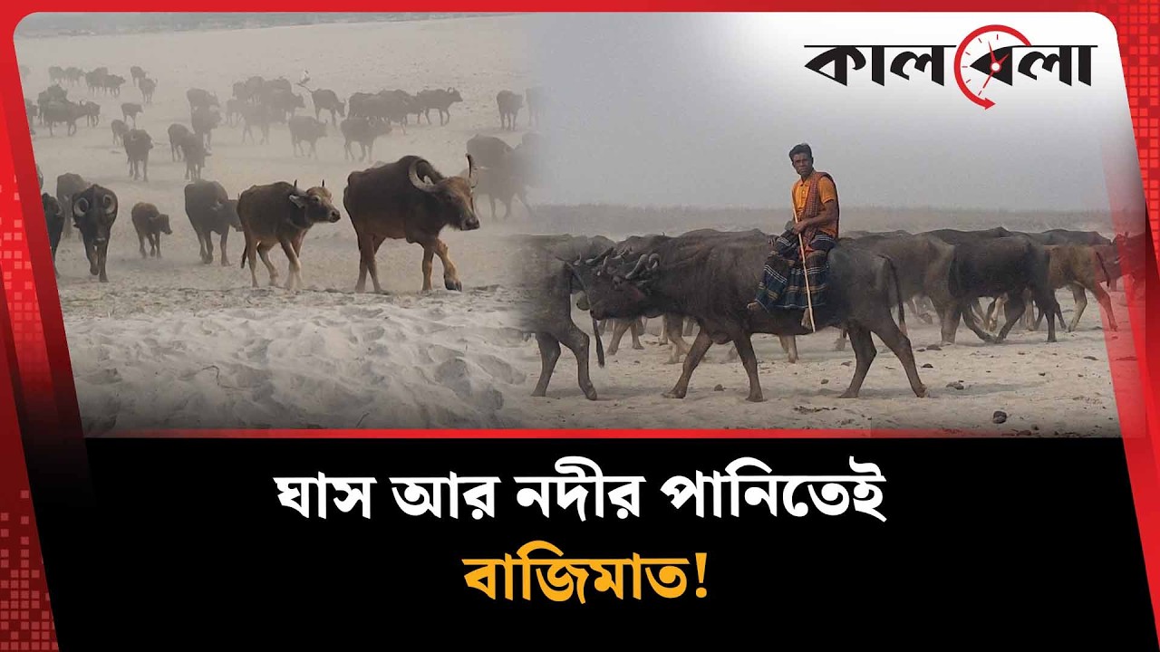 যমুনার বুকে আড়াইশ মহিষের রাজত্ব | Kalbela