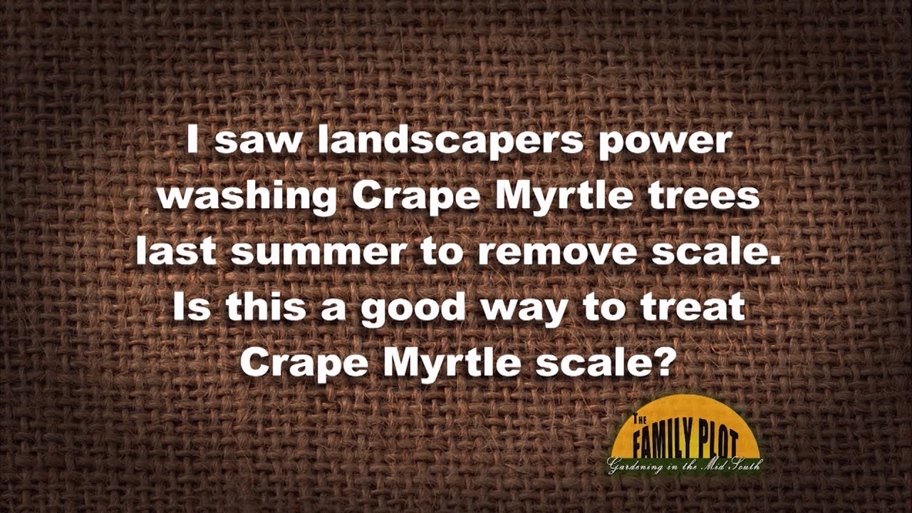 Q&A – Can I power wash a crape myrtle to remove bark scale?