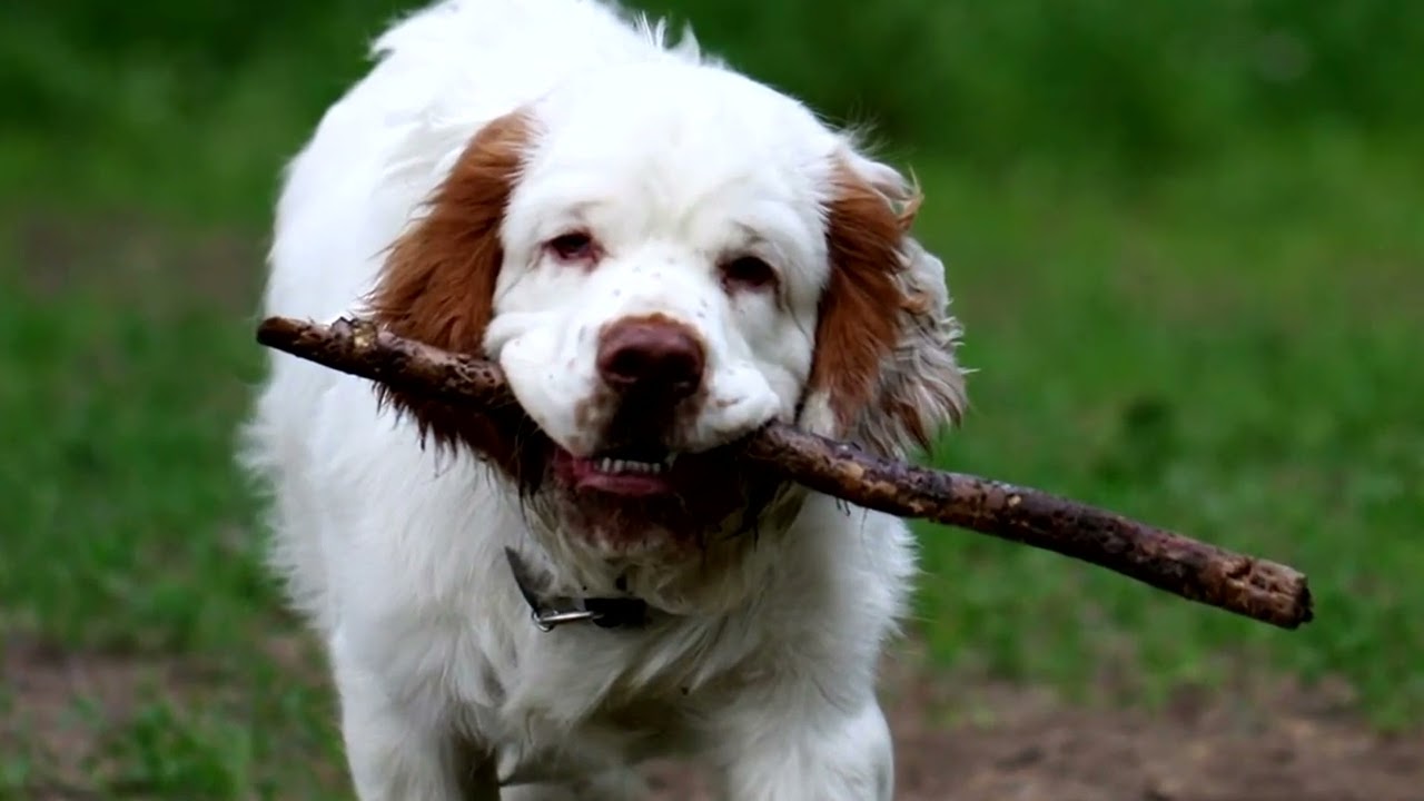 The Drever (Swedish Basset Hound), small dog.