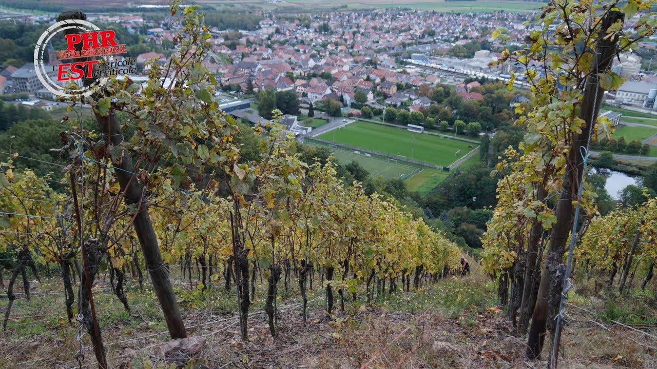 Les vendanges périlleuses du Rangen