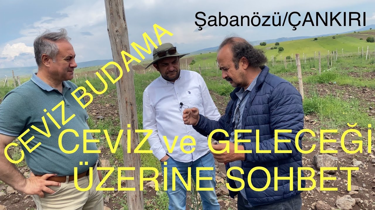 CEVİZ BUDAMA. CEVİZ VE GELECEĞİ ÜZERİNE SOHBET. Ceviz Adam Ahmet