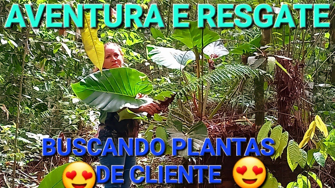 Aventura e resgate de plantas #comofazer #plants #natureza