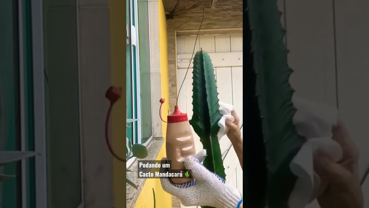 Podando um Cacto Mandacar&uacute; 🌵.
