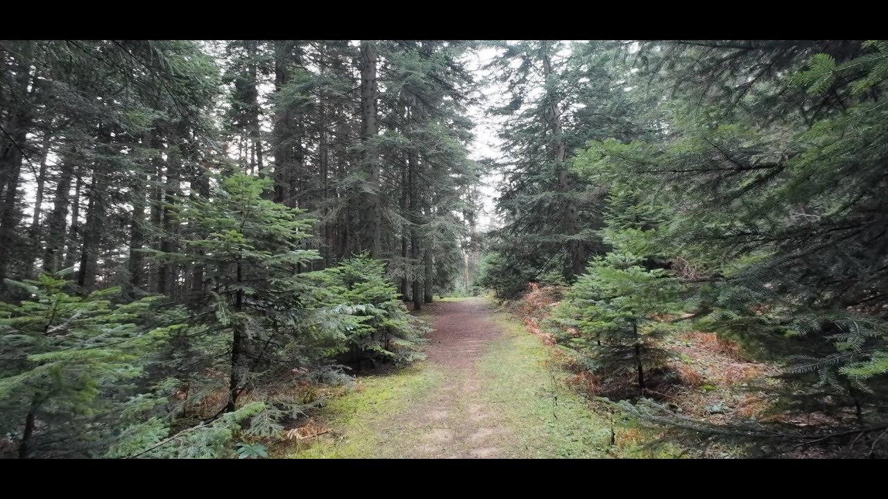 Sessiz Yol | Abant Lake Forest Walk (Bolu) | 4K