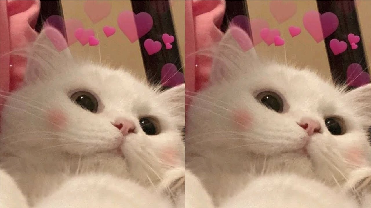 Make your cat love you subliminal