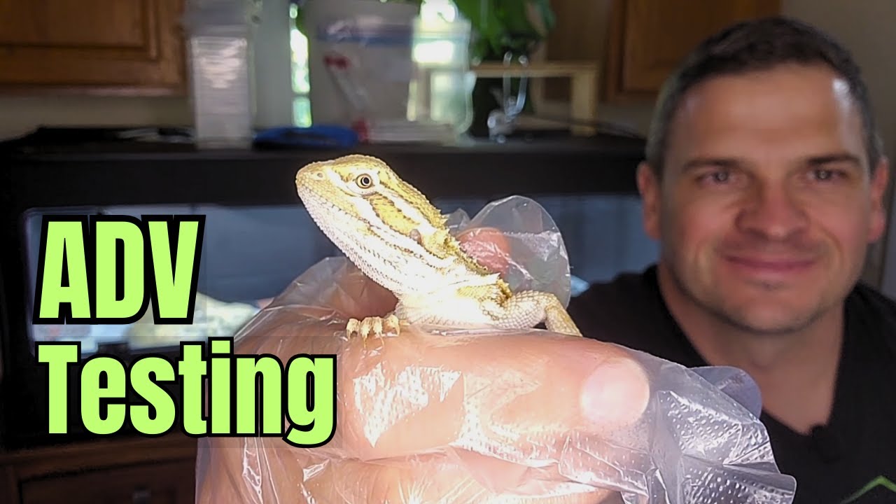 Testing My Rankin’s Dragons for Atadenovirus/Adenovirus (ADV) | Clean Sampling Matters