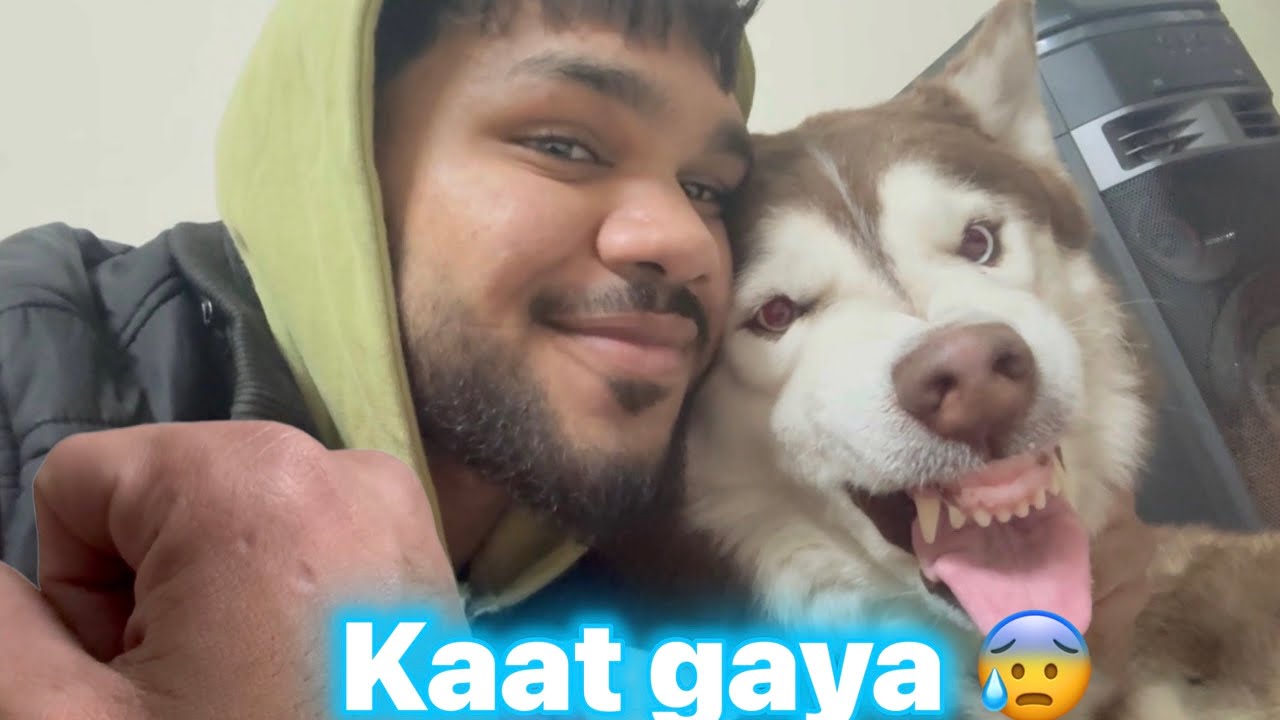 Sahi mai kaat gaya is baar 🤬 | Angry husky reaction