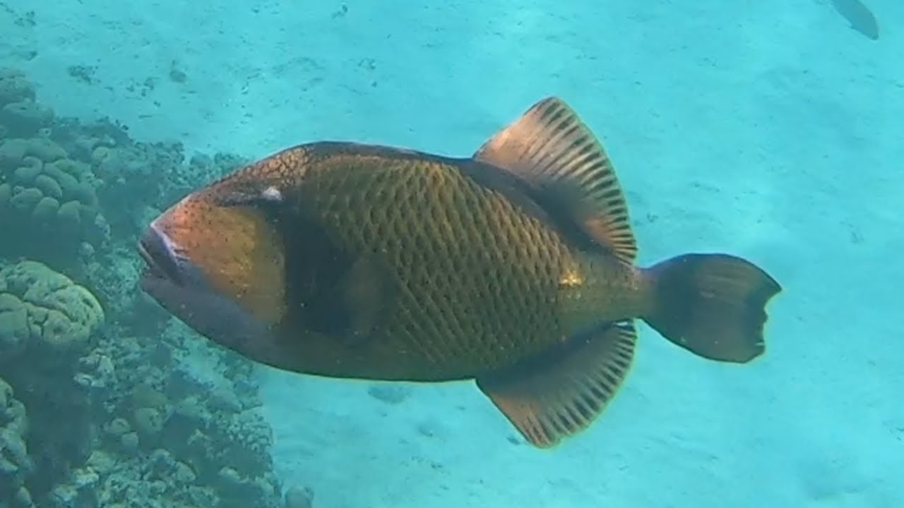 Snorkeling at Reef Oasis Beach Resort, Ras Um Sid, Sharm el Sheikh, Egypt (1080p)
